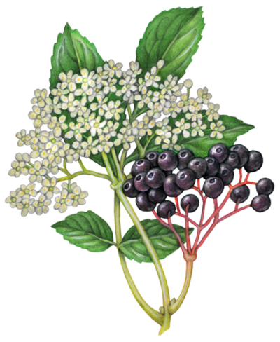 Elder flower and elder berries with a branch of leaves.