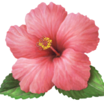 A single pink hibiscus with two leaves.