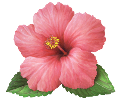 A single pink hibiscus with two leaves.