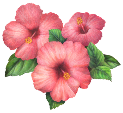 Three hibiscus flowers with leaves.