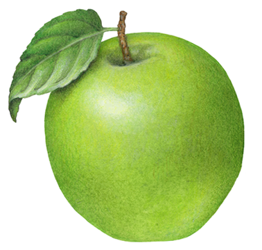One green apple with a leaf.