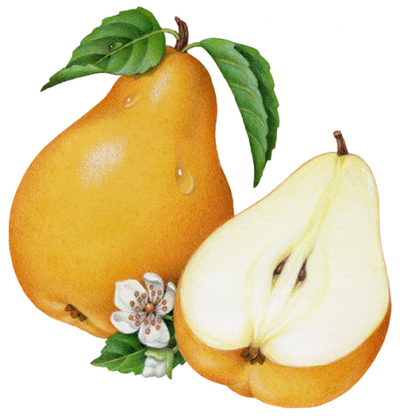 Whole Bartlet pear with a cut half pear, pear blossom and leaves.