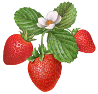 Berries Stock Art Illustrations - Douglas Schneider Illustration