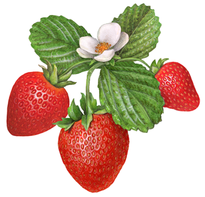 Strawberry plant with three baby strawberries