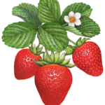 Three strawberries hanging from leaves with a flower.