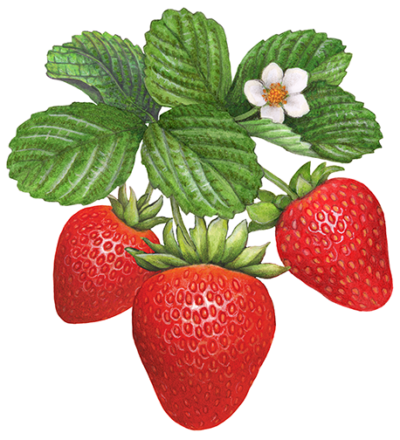 Three strawberries hanging from leaves with a flower.