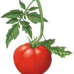 Tomato branch with one tomato and leaves.