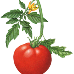 Tomato plant with one whole tomato, leaves and a tomato flower.