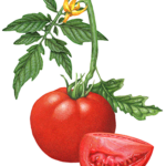 Tomato plant with one whole tomato, a cut tomato wedge, a yellow tomato blossom, and leaves.