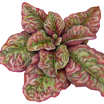 red edged lettuce plant
