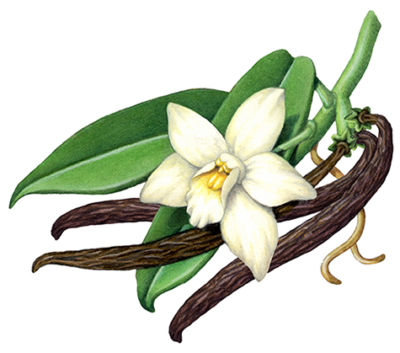 Vanilla orchid with three vanilla beans and two leaves