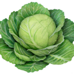 Cabbage head with leaves