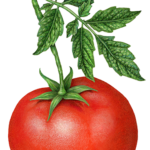 One whole tomato on a branch with tomato leaves.