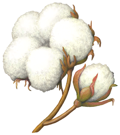 Cotton bolls on brown stems.