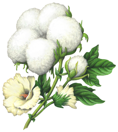 Cotton plant with two cotton bolls and two cotton flowers with green leaves.