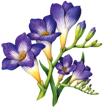 Purple freesia with five flowers and eleven buds.