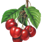 Cherry branch with five cherries.
