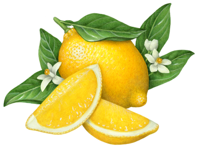 One whole lemon with two cut lemon wedges, flower blossoms and leaves.