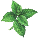 Stem of mint with nine leaves.
