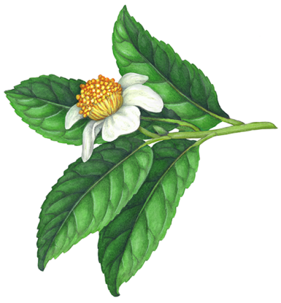 Tea branch with four tea leaves and a tea flower.