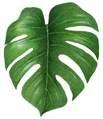 Philodendron Tropical Leaf