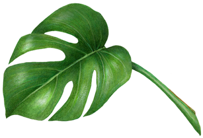 Elephant Eared Philodendron