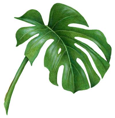 Split Leaf Philodendron Monstera