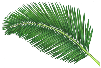 Coconut Palm Branch