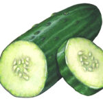 Illustration of a cut whole cucumber with a cut slice.