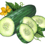 Painting of a cut cucumber half with three slices, leaves, and a flower.