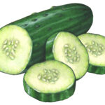 Illustration of a cut cucumber half with three slices.