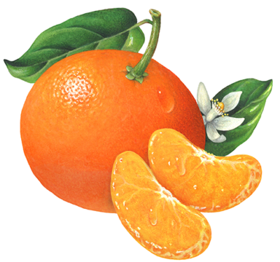 Whole tangerine with two tangerine segments and tangerine flower with leaves