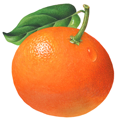 Mandarin tangerine with a leaf.