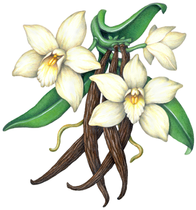 Vanilla plant with three vanilla orchids and four vanilla beans.