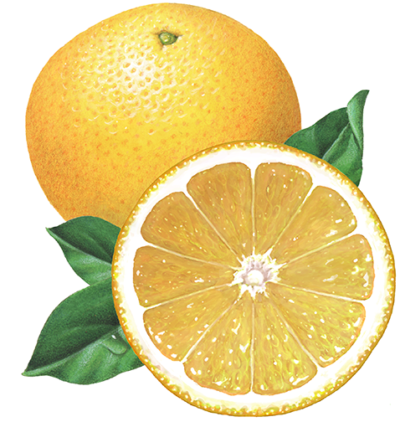 Whole yellow grapefruit with a straight on view of a cut grapefruit half and leaves