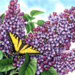 Purple lilac bush with a yellow swallowtail butterfly.