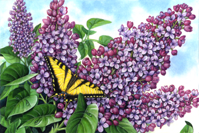 Purple lilac bush with a yellow swallowtail butterfly.