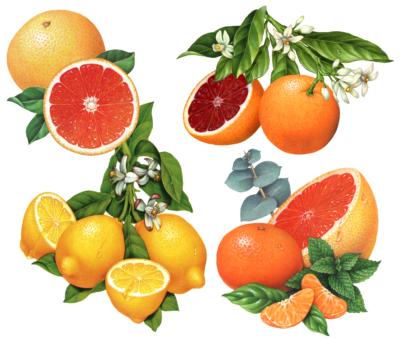 Citrus illustrations of grapefruit, lemon, blood orange, and tangerine.