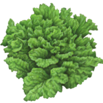 Vegetable illustration of leaf lettuce.