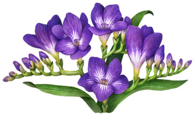 Five opened purple freesia flowers with buds and leaves.