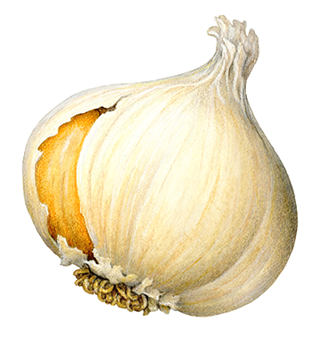 A head of garlic illustration with an exposed garlic clove showing.