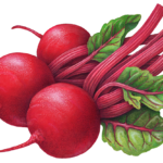 Red Globe Beets