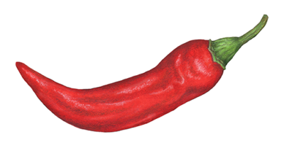 One red chili pepper.