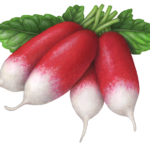 Bunch of French Breakfast radishes.