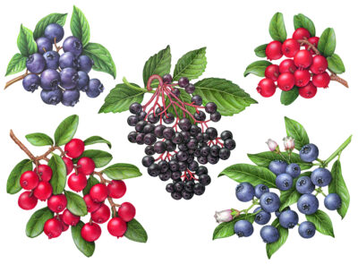 Illustrations of berries on branches, including loganberry, blueberry, and elderberry.