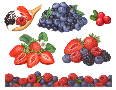 Mixed berry illustrations of strawberries, blueberries, raspberries, and blackberries.