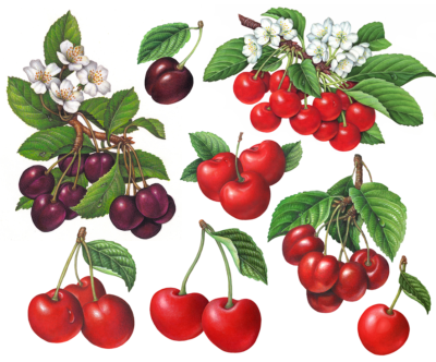 Fruit and botanical illustrations of different varieties of cherries.