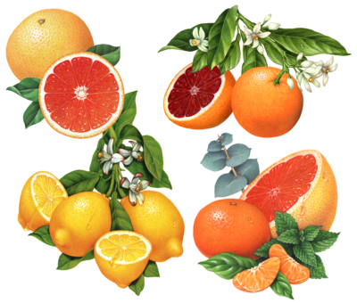 Citrus illustrations of grapefruit, lemon, blood orange, and tangerine.