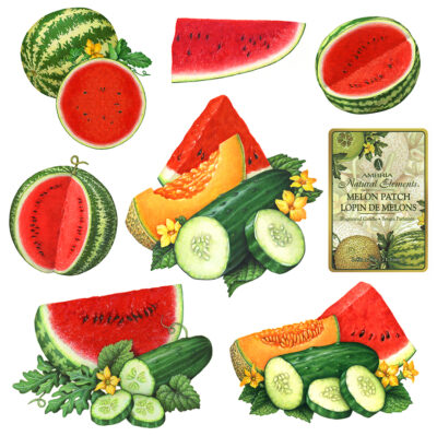 A variety of melon illustrations including watermelon, cantaloupe, musk melon, and cucumber that can be used on packaging labels.