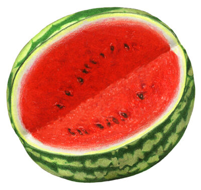 Whole watermelon cut open.